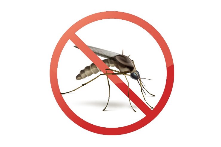 Imagem: O mosquito Aedes Aegypti é o vetor que transmite as principais arboviroses de Mato Grosso do Sul