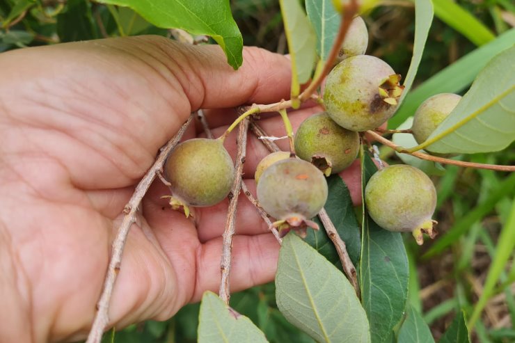 Imagem: Guavira, fruto símbolo de Mato Grosso do Sul, é tema de seminário que será realizado na quinta e na sexta-feira desta semana