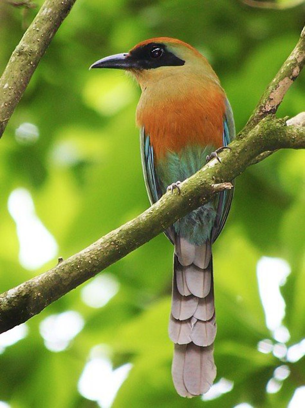 Foto: Daniel Mello/Wikiaves