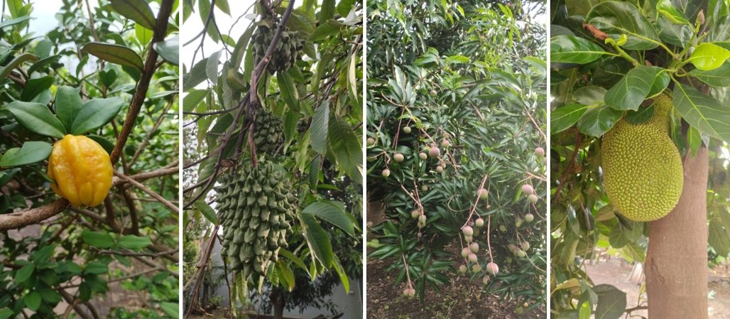 Minifloresta de Bruno com árvores carregadas de frutas; sonho da infância tornado realidade (Fotos: Arquivo pessoal) 